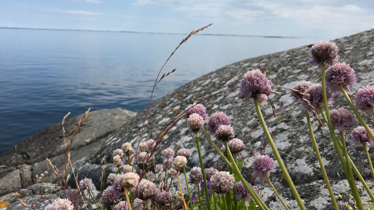 Lila blommor vid klippa vid havet.