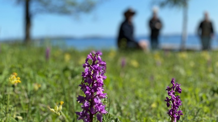 Lila orkidé i grönska. I bakgrunden skymtar vi havet, träd och tre människor.