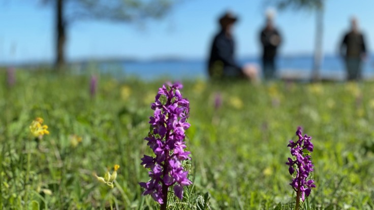 Lila orkidé i grönska. I bakgrunden skymtar vi havet, träd och tre människor.